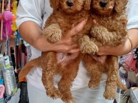 Toy poodle
