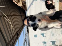 Border collie yavrularım sağlık ve ırk garantilidir