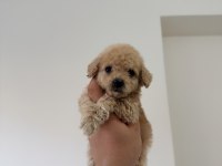 MİKRO 0 NUMARA POODLE YAVRUMUZ YENİ YUVASINA HAZIR