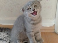 2.5 aylık scottish fold