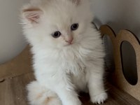 British Longhair Yavrumuz
