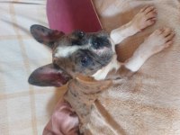 French bulldog puppy