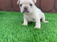Kalıcı Renkli Gözlü Irk Garantili French Bulldog Yavrularım