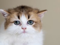 3 aylık Safkan British Longhair bicolor By11 03