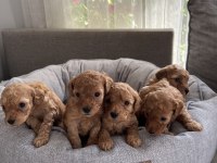 Safkan Toy Poodle 0-3 Aylık