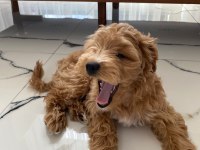 Maltipoo Dişi Yavru