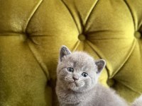 KOCA KAFA YAVRU KEDİLERİMİZ AA KALITE SAFKANDIR