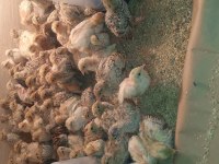 Damızlık ve yavru bıldırcın yumurtası bulunur