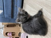 Chinchilla Yavrular