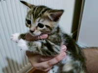 Ücretsiz sahiplendirilecek british shorthair melezi