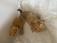 Sahiplendirilecek british shorthair