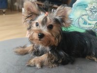 Micro boy yorkshire terrier bebekler