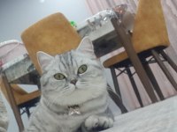 Yavru kedilerimiz sahiplendirilecektir