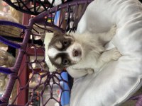 2.5 aylık erkek chihuahua longhair