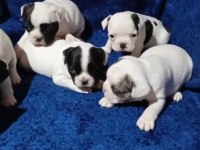 FRANSIZ BULLDOG YAVRULAR İZMİR
