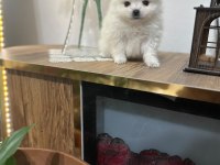 Pomeranian bebekleri