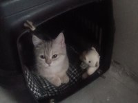 British Shorthair 6 Aylık
