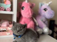 Safkan British Shorthair Dişi Erkek Yavrular