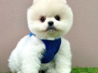 Safkan Pomeranian Boo Bebekler