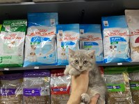 Dişi Ve Erkek Silver Tabby Bebek British Shorthair