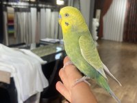 Konuşan full evcil muhabbet kuşu
