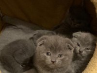 2 aylık hemen teslim safkan yavru kediler