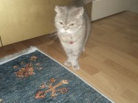 Sağlığımdan dolayı kedimiz