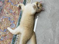 Golden yavru kedimiz