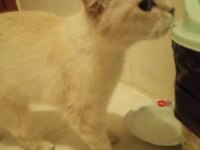 British Shorthair Beyaz Dişi