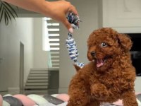 Minik Red Poodle Bebek