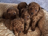 Toy Poodle Köpekleri