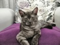5 Aylık British Shorthair
