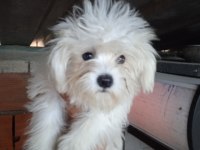 OP ORJİNAL MALTESE YAVRULAR