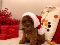 Ev Üretimi Full Garantili Toy Poodle