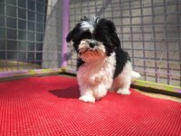 Shih tzu yavrularımızı kaçırmayın