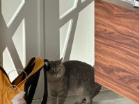 British shorthair Ankara ve çevresi ücretsiz sahiplendirme