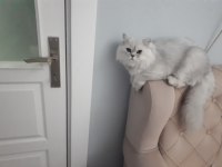 Chinchilla kedim kızgınlıkta dişi eş arıyorum