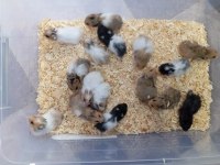 Yavru hamsterlar