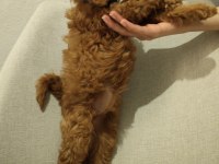 Üst kalite maltipoo yavrum uygun verilecek