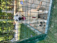 Yavru golden retriever