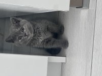 2 Aylık British Shorthair Yavrular Yeni Yuvalarına Hazır