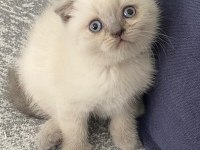 Güzeller Güzeli Scottish Fold Yavrularımız