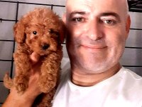Toy poodle yavrularımız yeni yuvalarına gitmeye hazır
