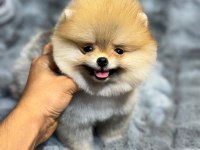 A kalite ırk sağlık garantili pomeranian boo yavrular
