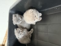 Mükemmel huylu scottish fold yavrular