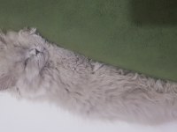 uzun saçlı british longhair