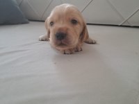 MİNİK COCKER YAVRULARIMIZ