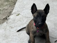 A kalite Belçika Malinois yavrular