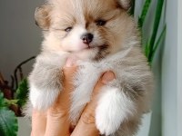 Pomeranian Boo Köpeğimiz
