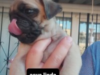 Pug Mops Bebekler